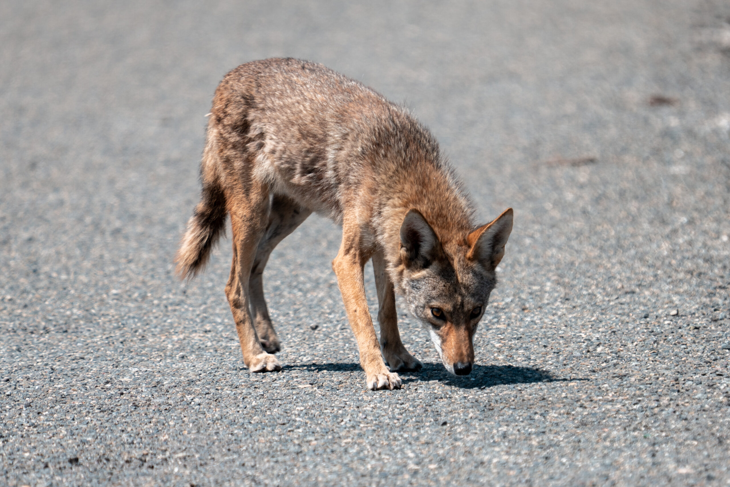 Coyote in Fairview Park
