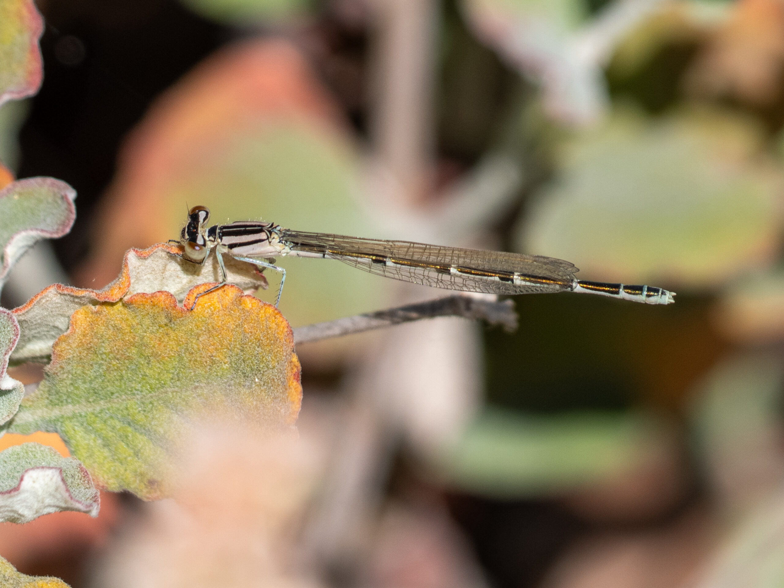 Tule Bluet