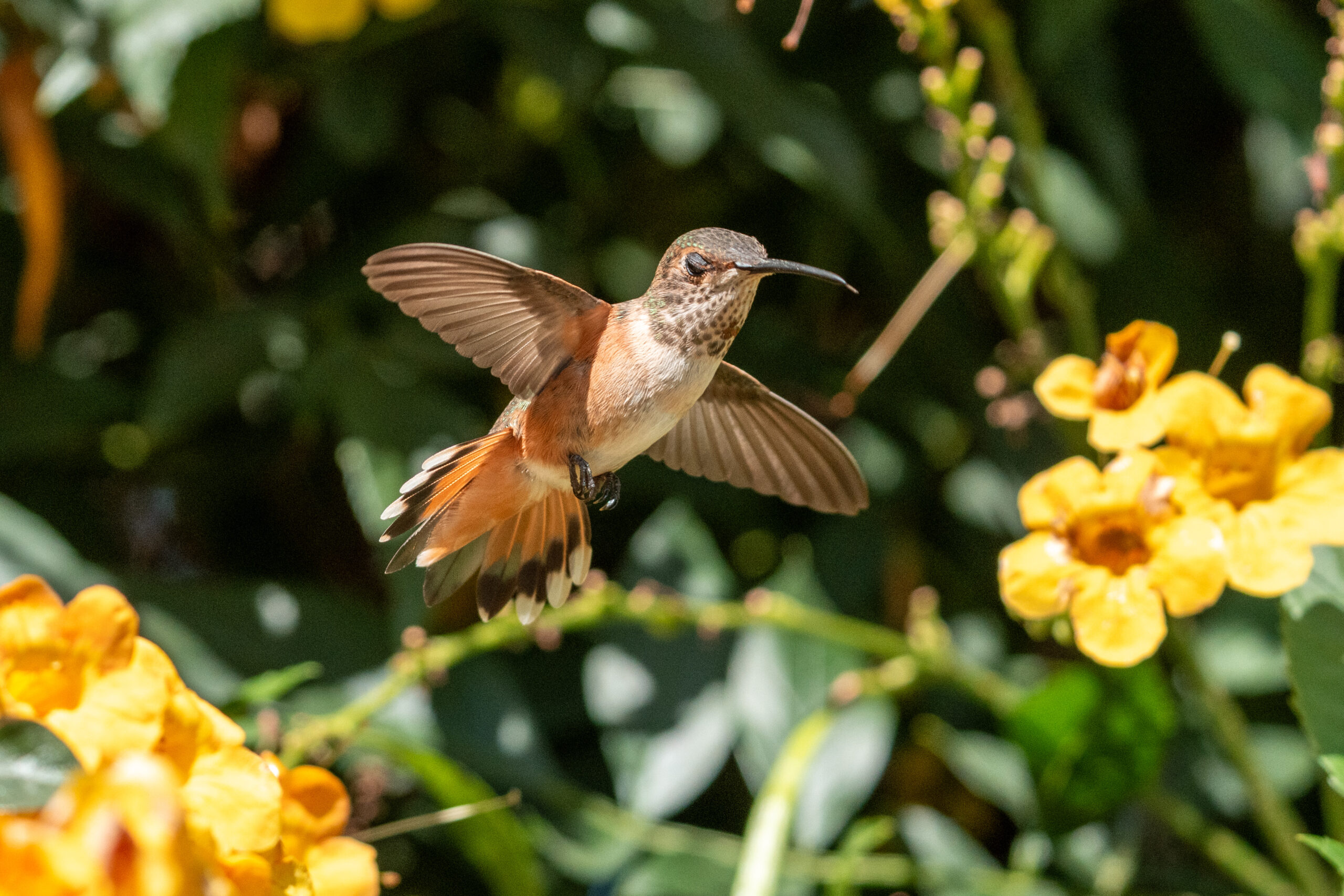 Photo of the Week Ending 8/2/2025 Allen’s Hummingbird