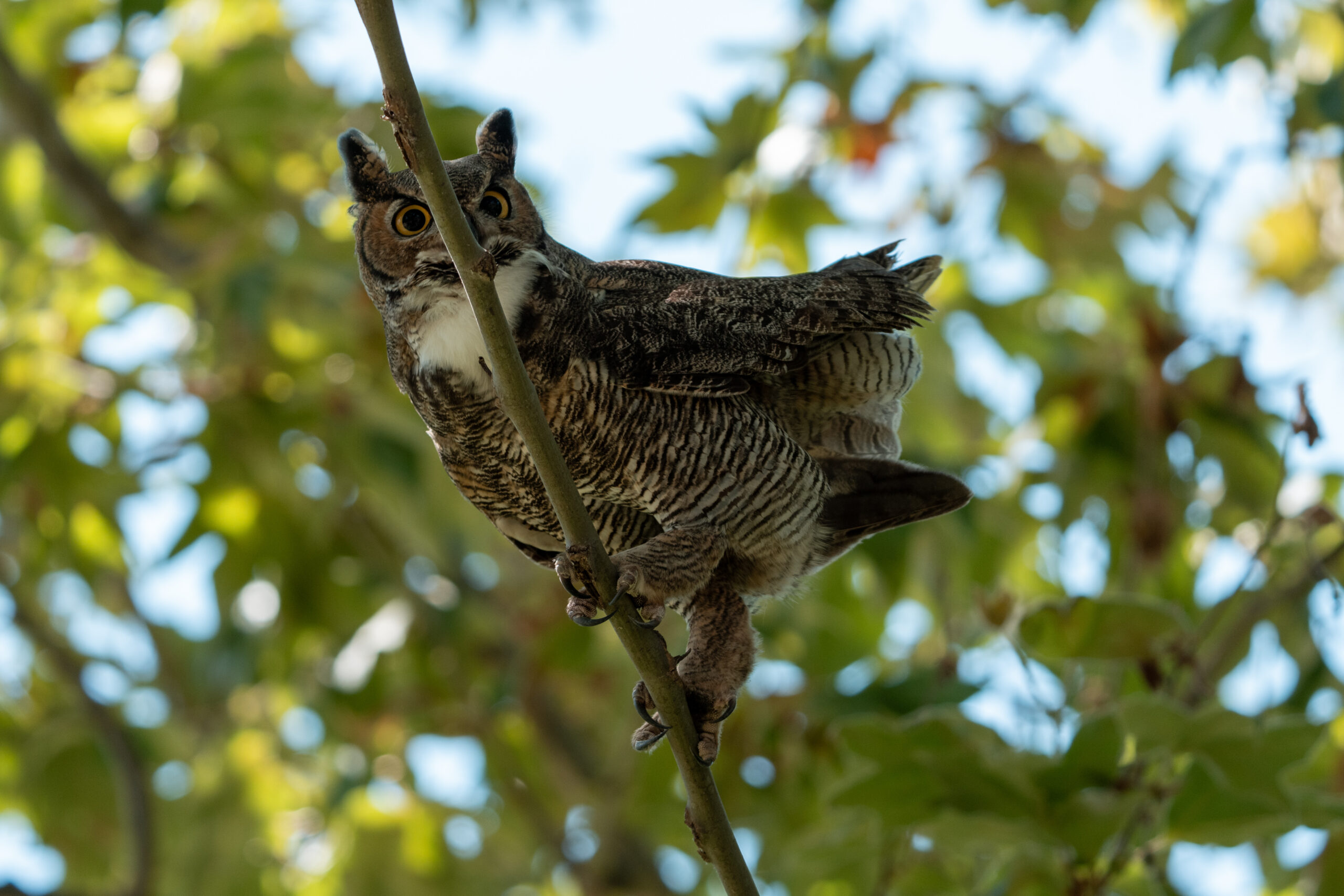 Owls Harassed by Cooper’s Hawk