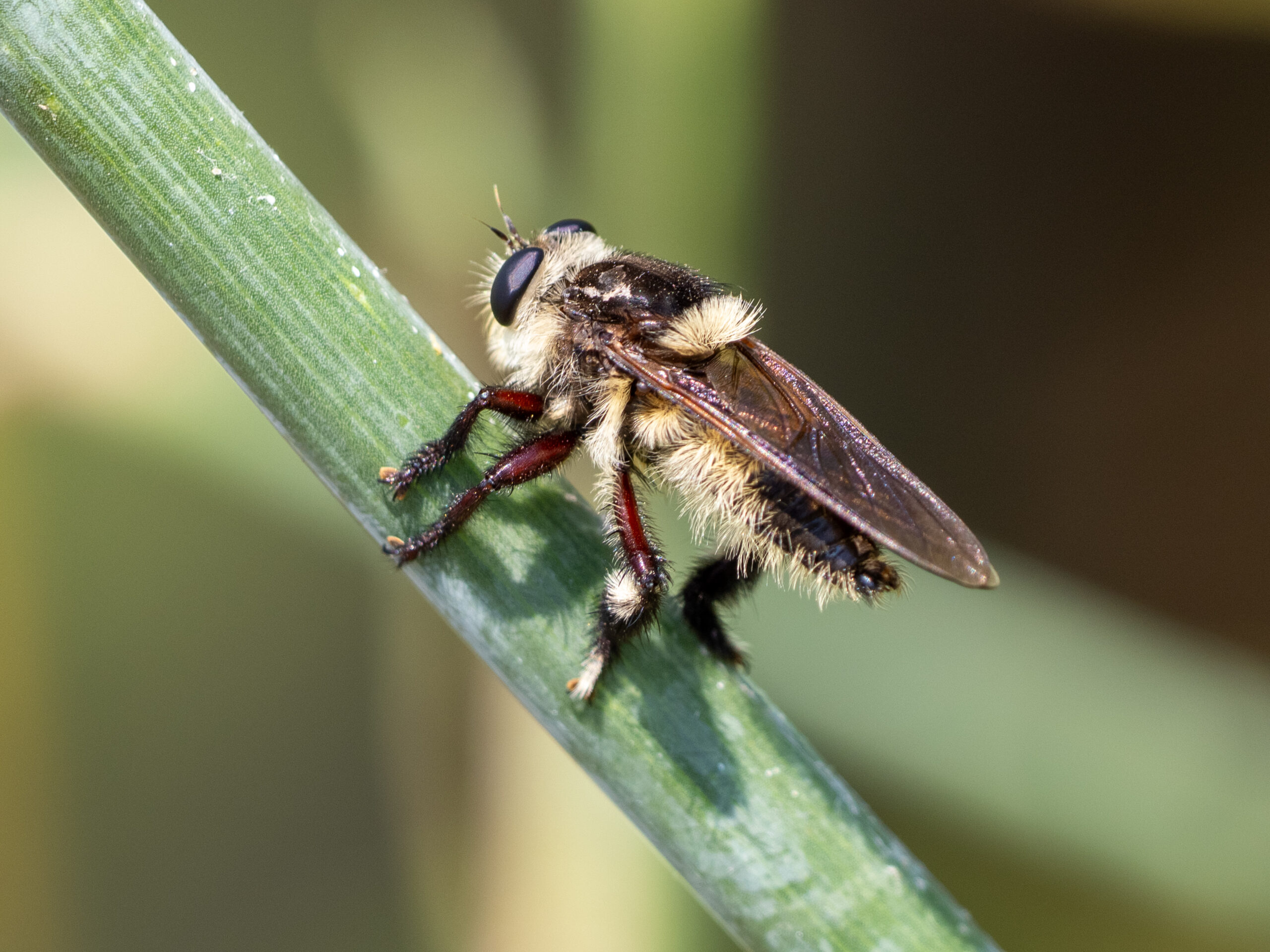 First Robber Fly Sighting of 2025
