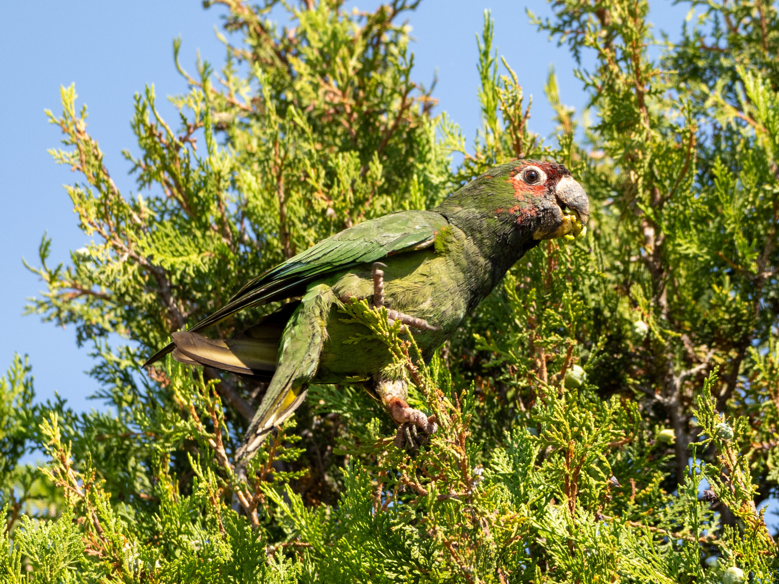 Red-Masked Parakeet in College Park