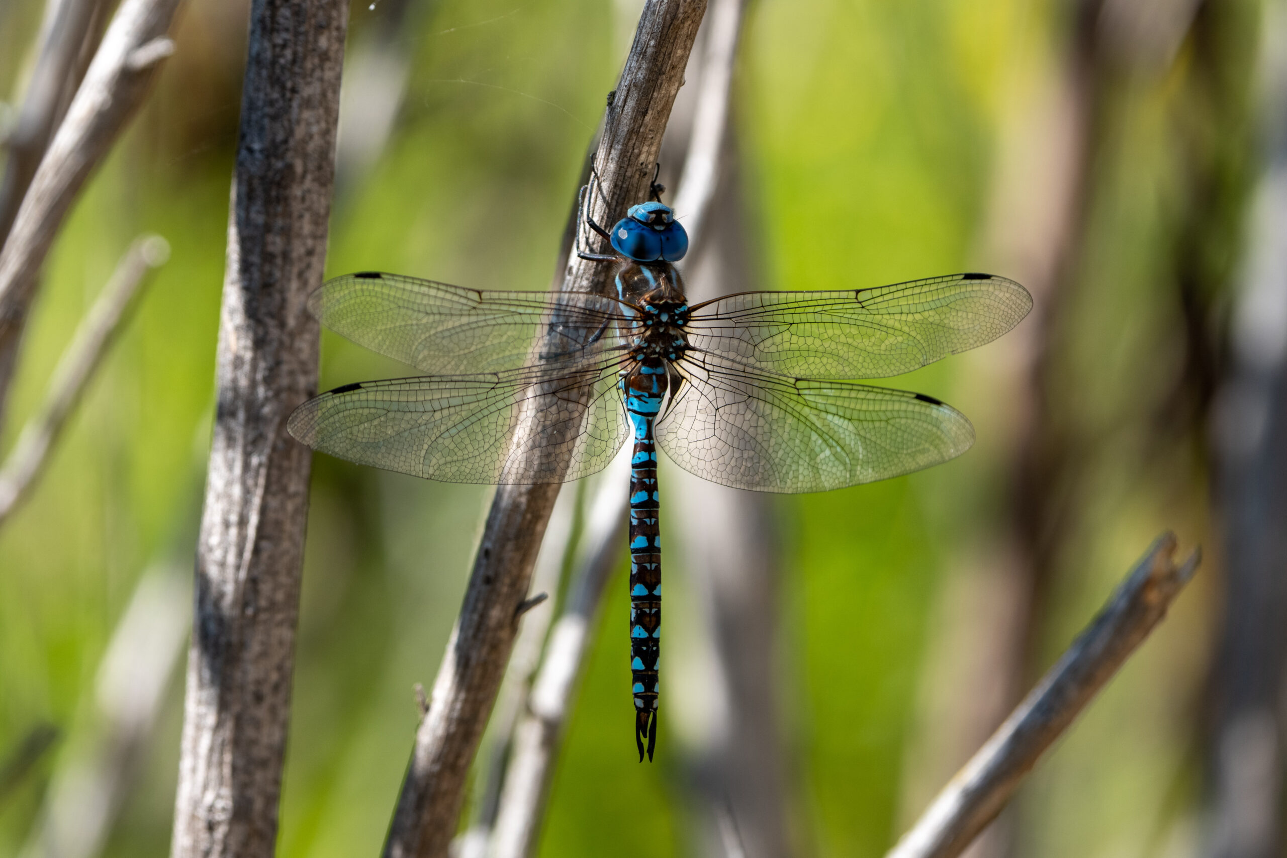 Blue-eyed Darner