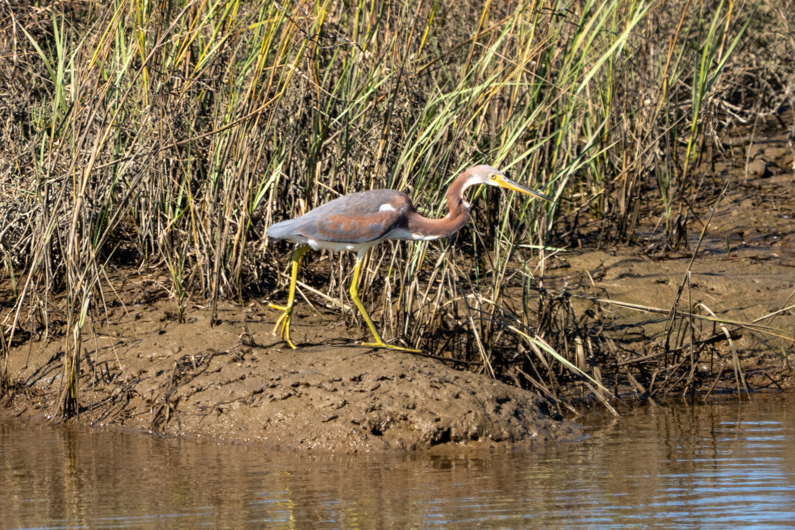 Tricolored Heron
