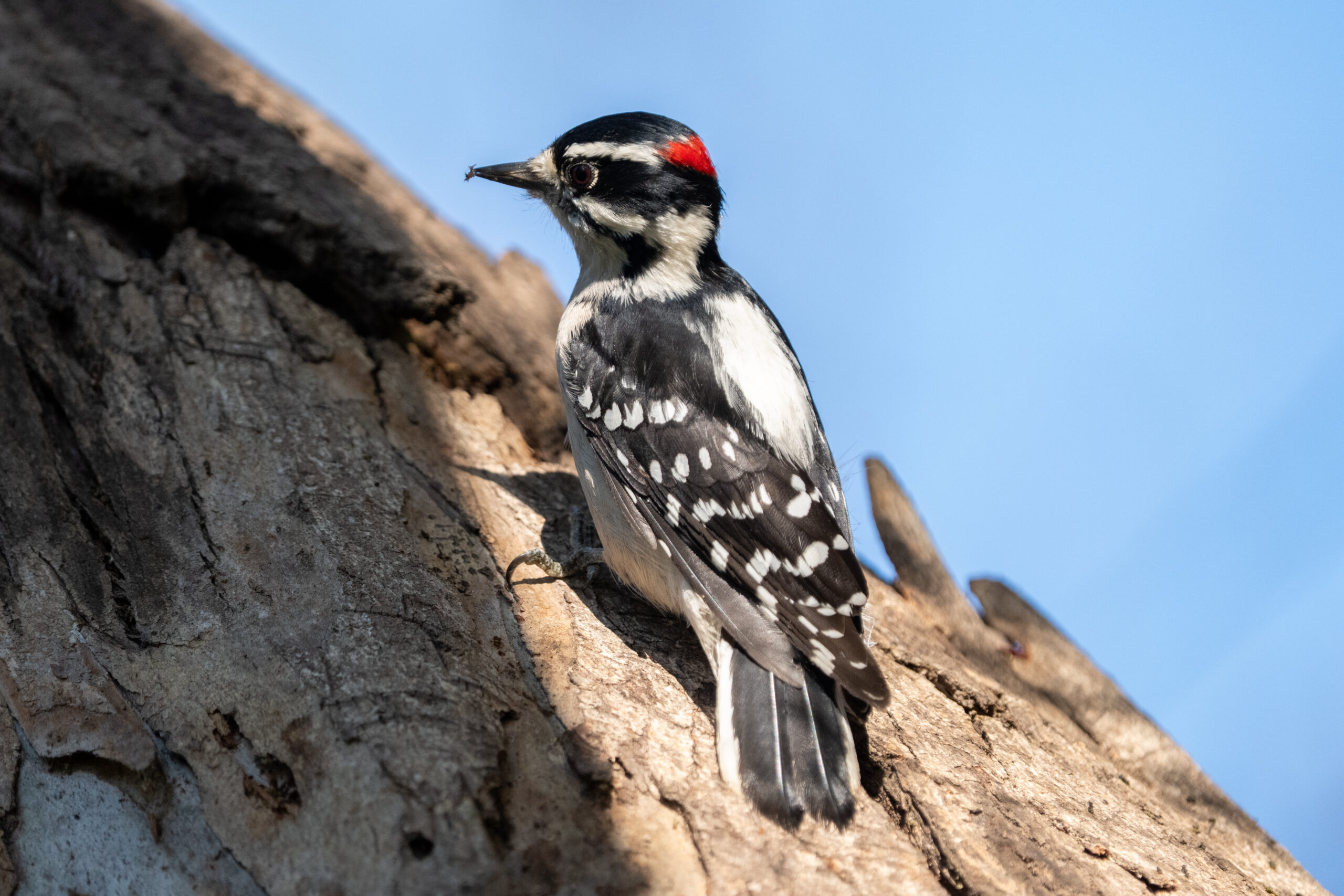 Downy Woodpecker