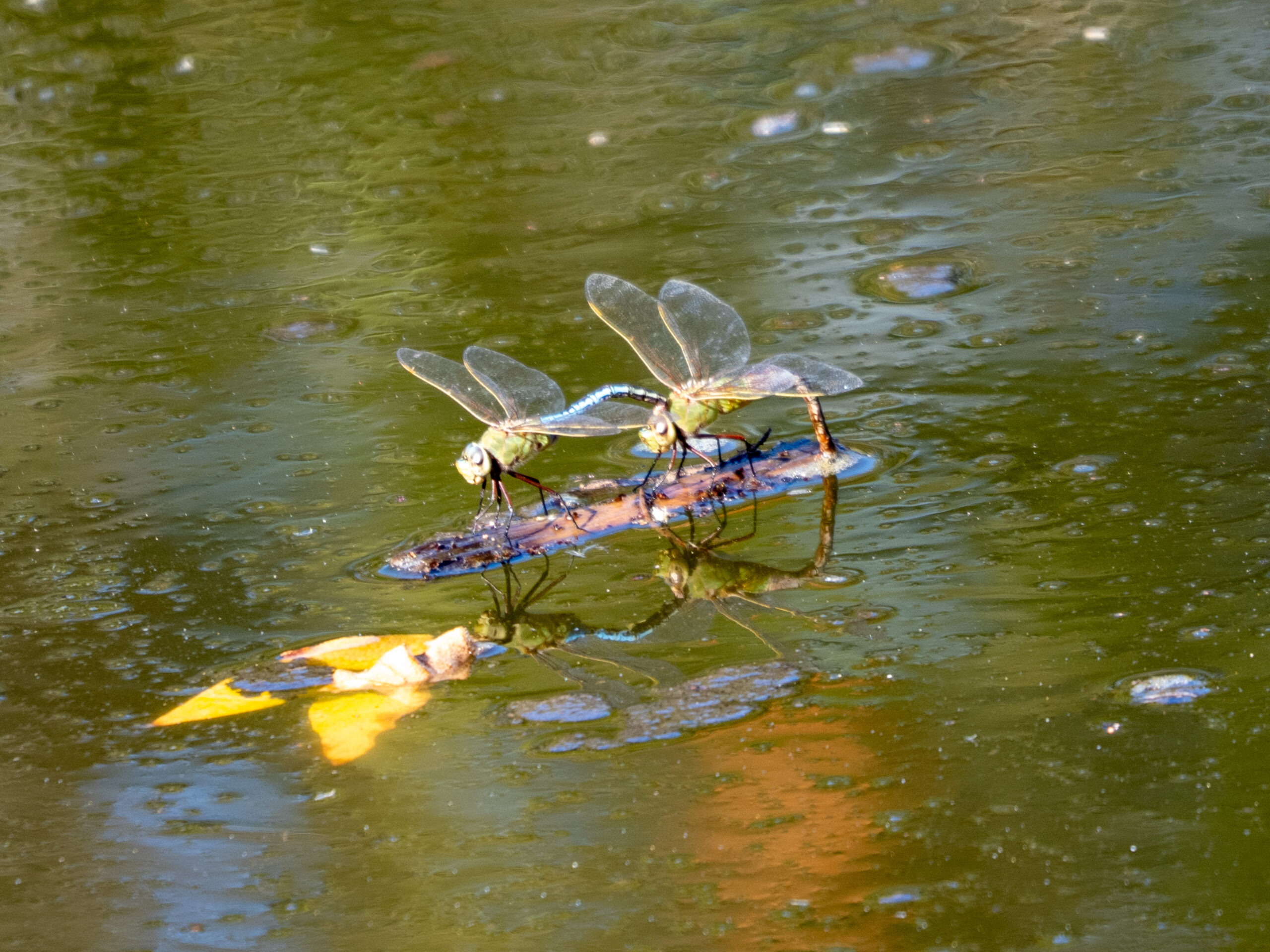 Green Darners Laying Eggs