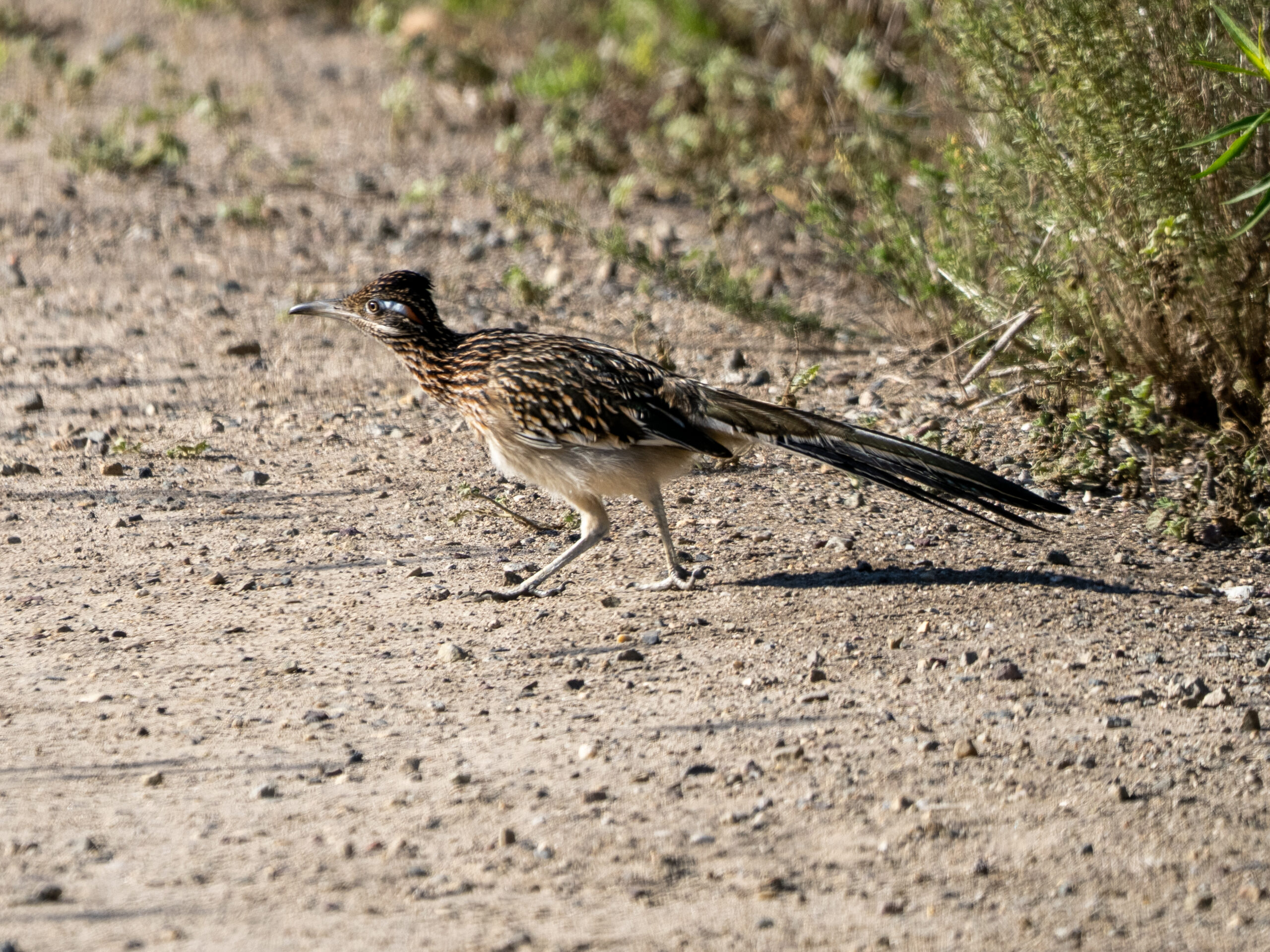 Roadrunner