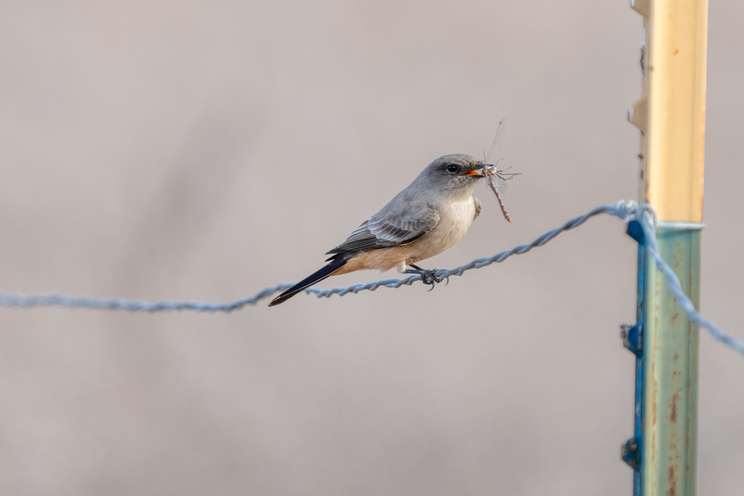 Say’s Phoebe Catches Dragon Fly