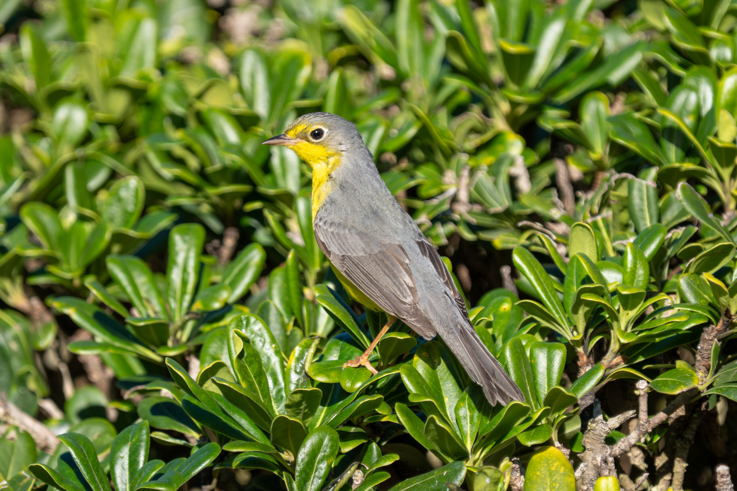 Canada Warbler