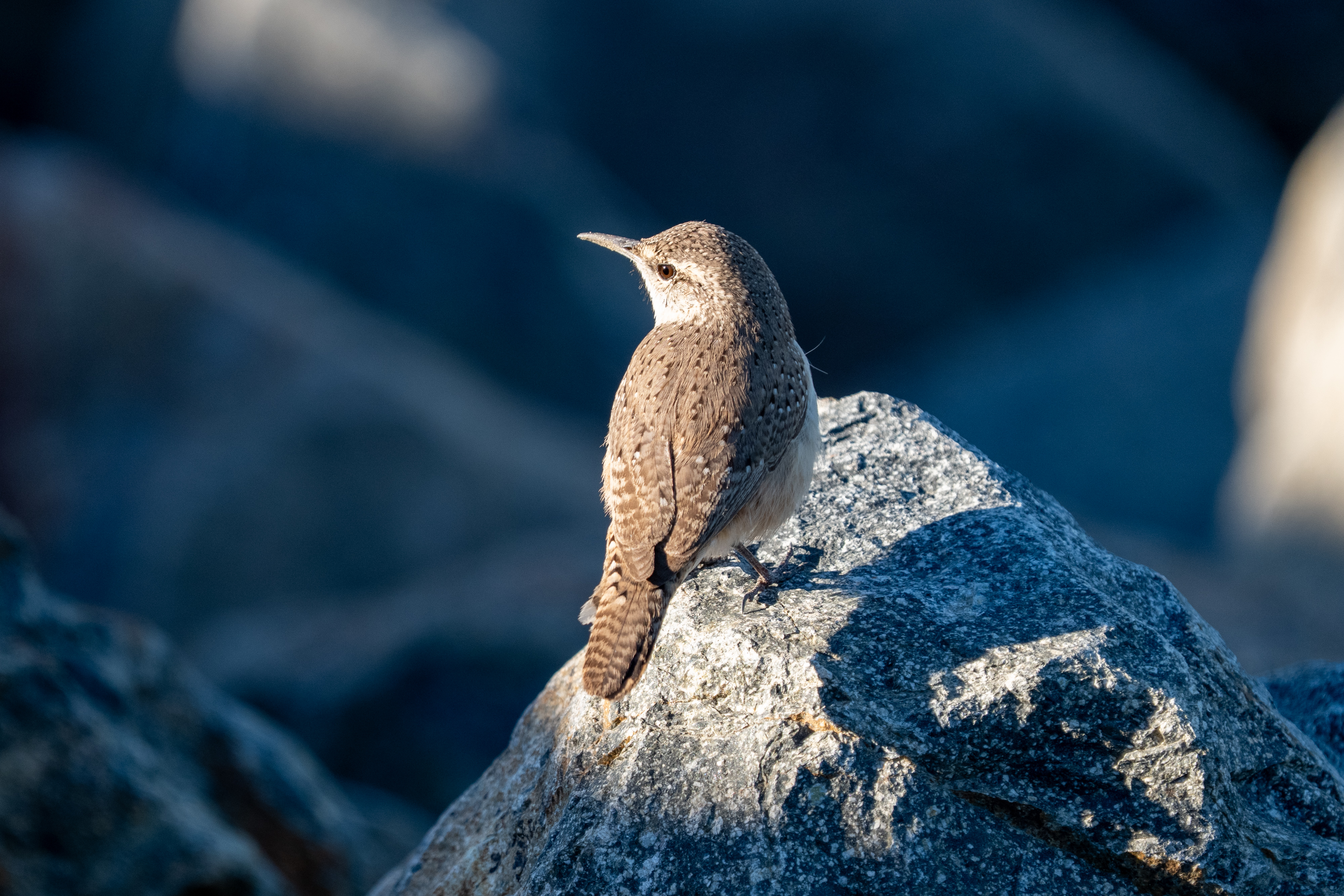 Rock Wren