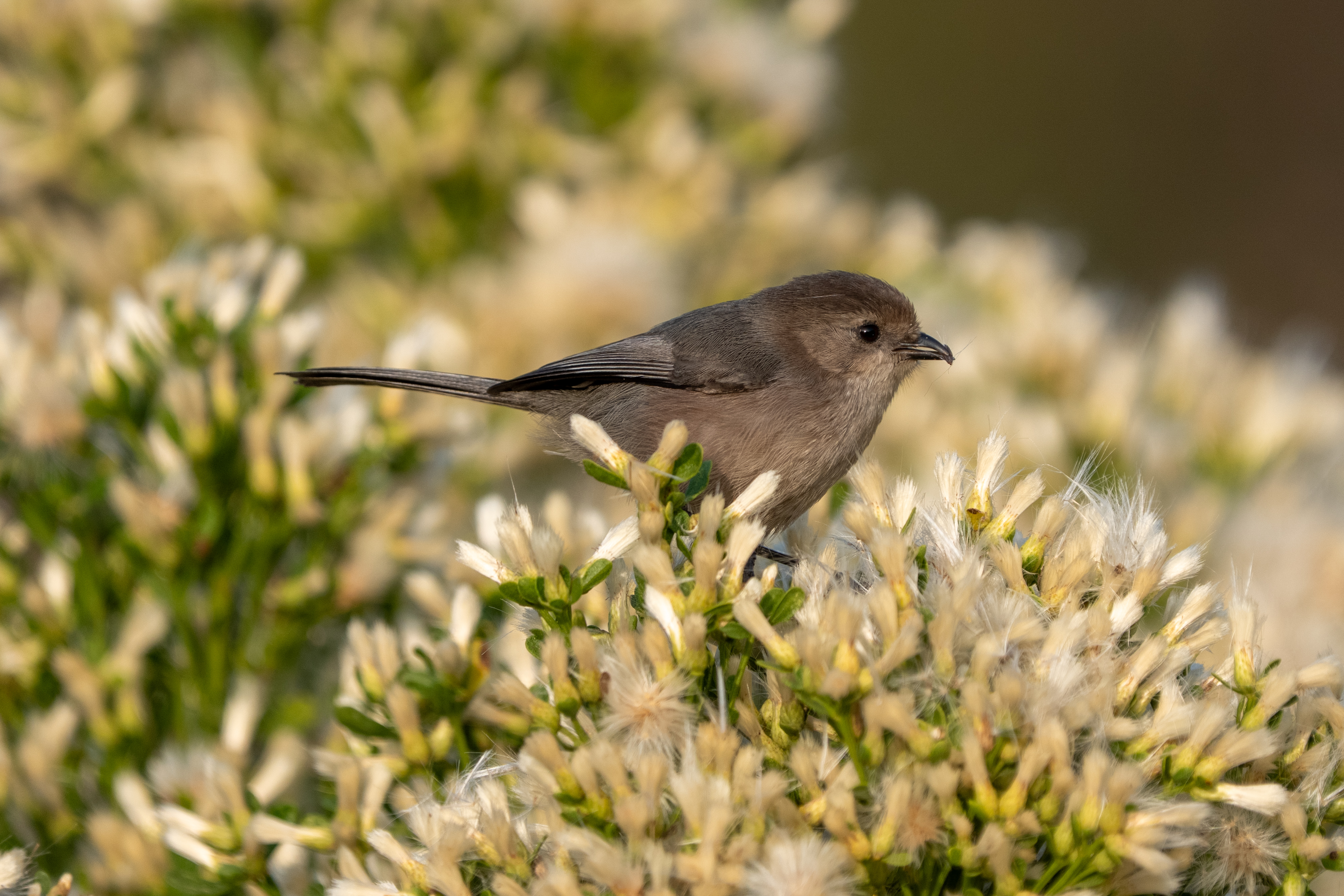Bushtit