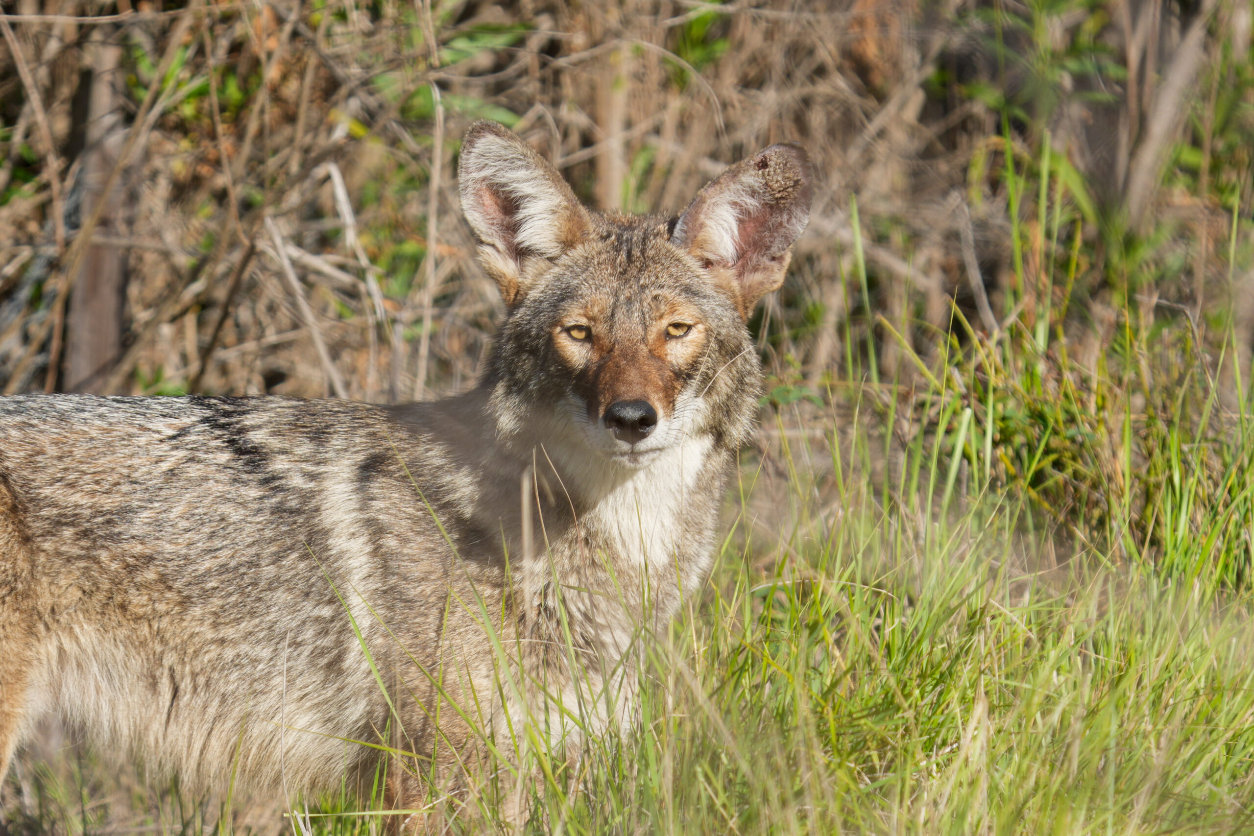 First Coyote Sighting of 2026