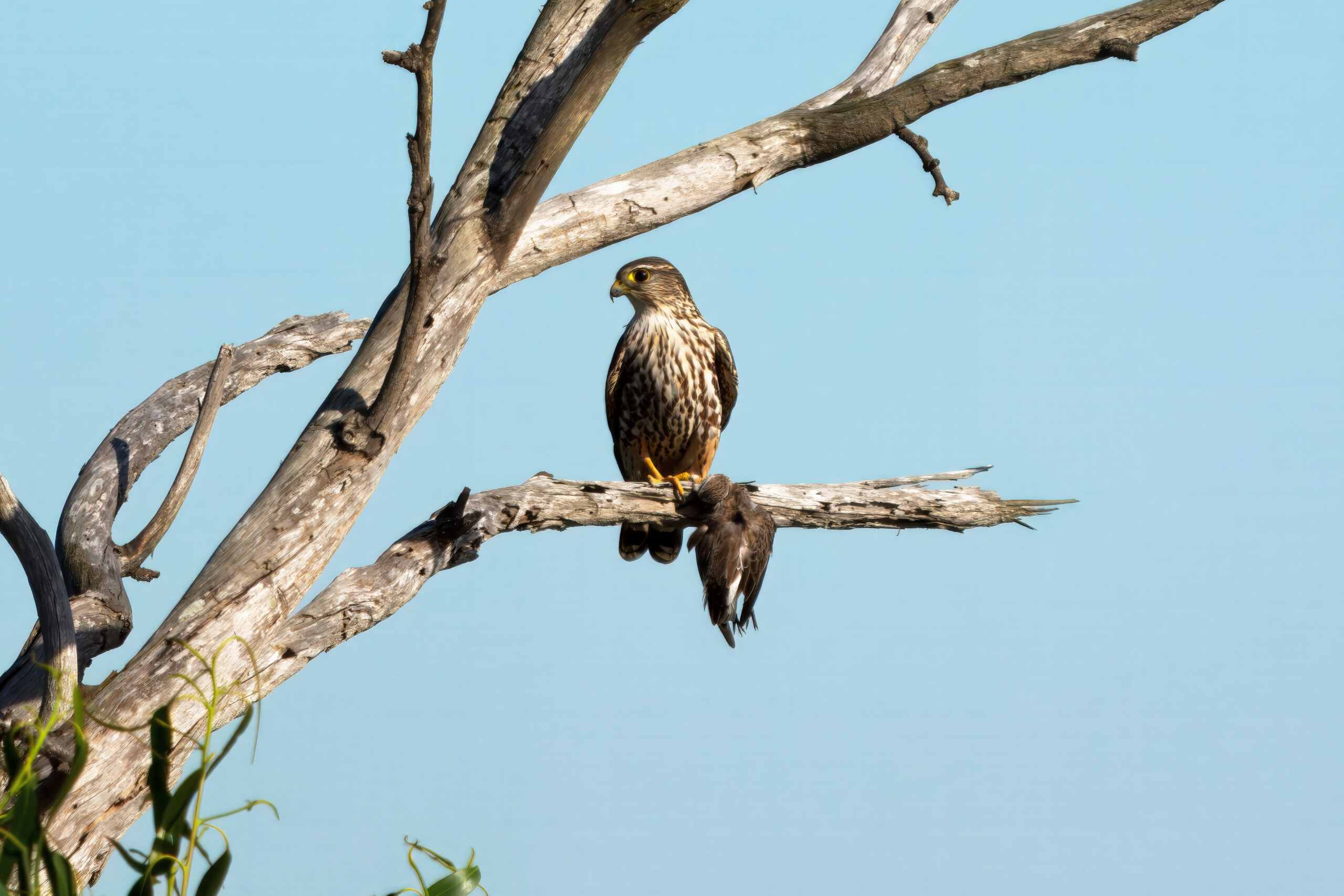 Merlin Eating Sparrow