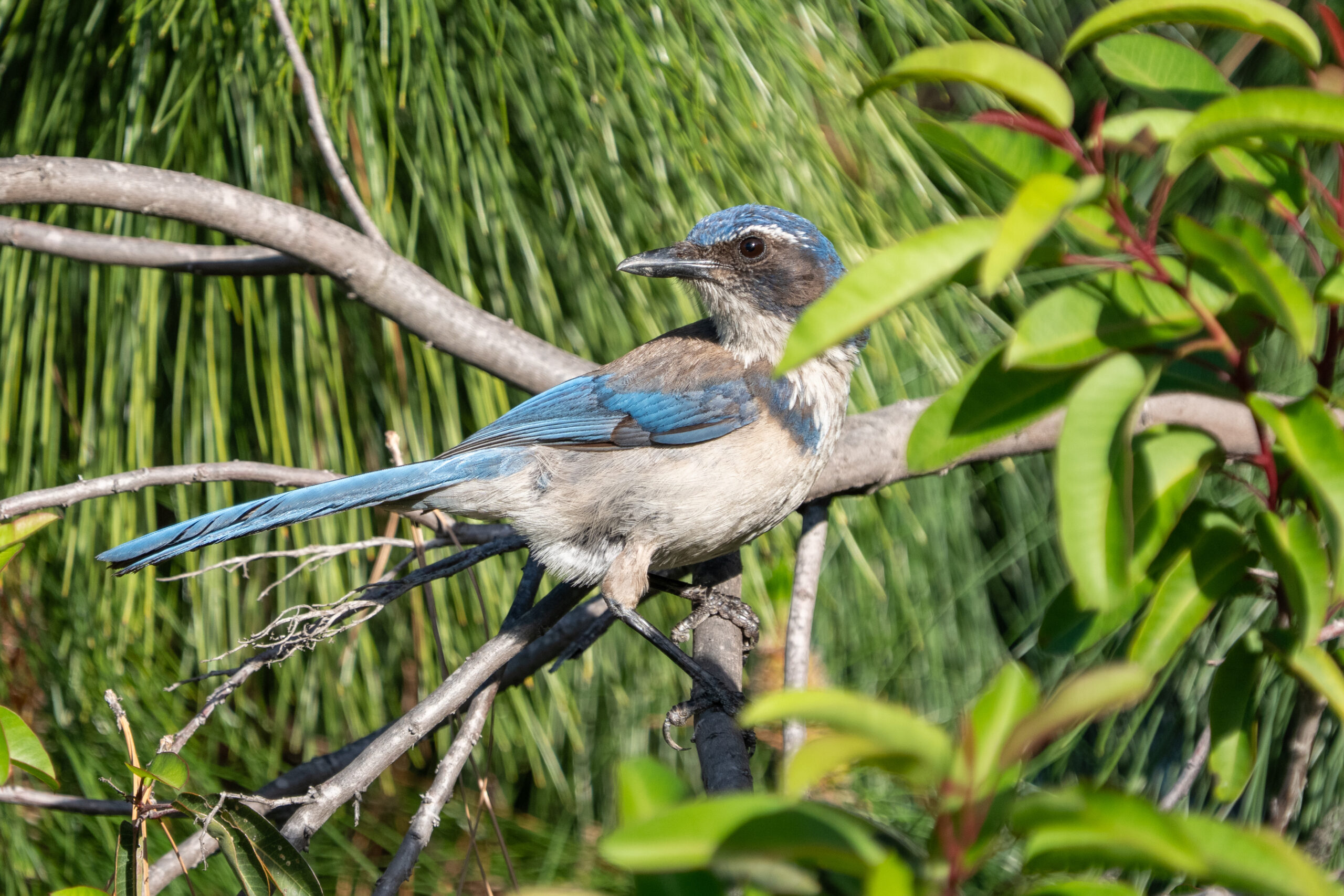 California Scrub-Jay
