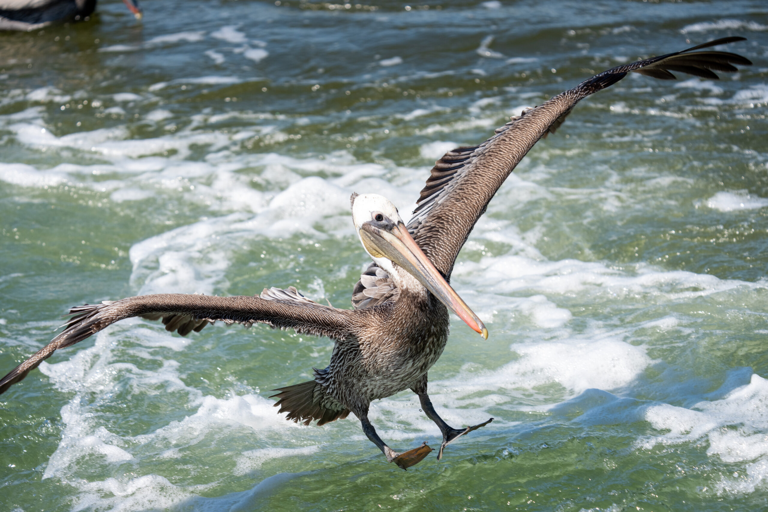 Surfin’ Pelicans