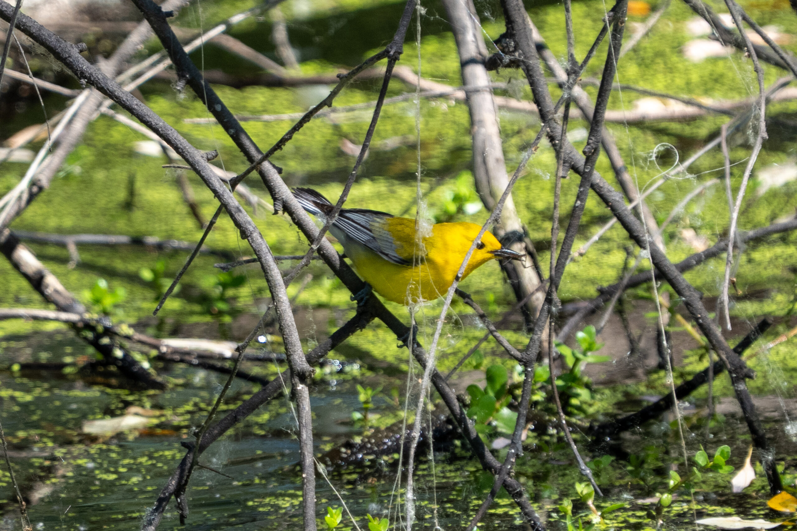 Prothonotary Warbler