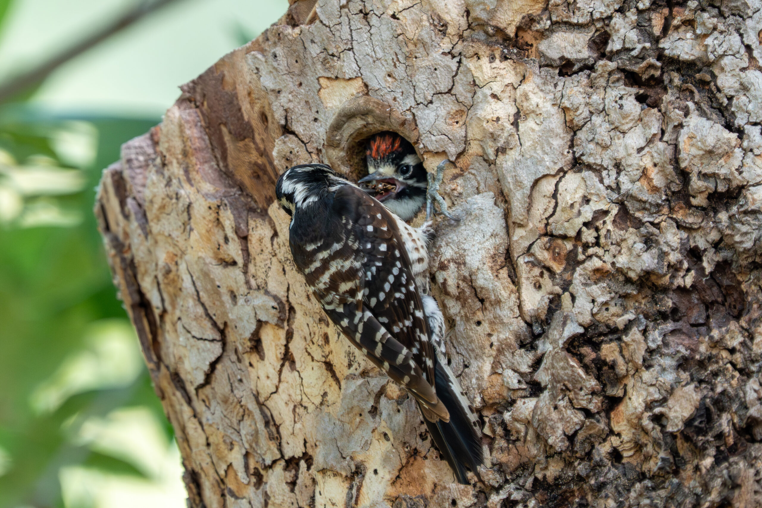 Baby Woodpecker