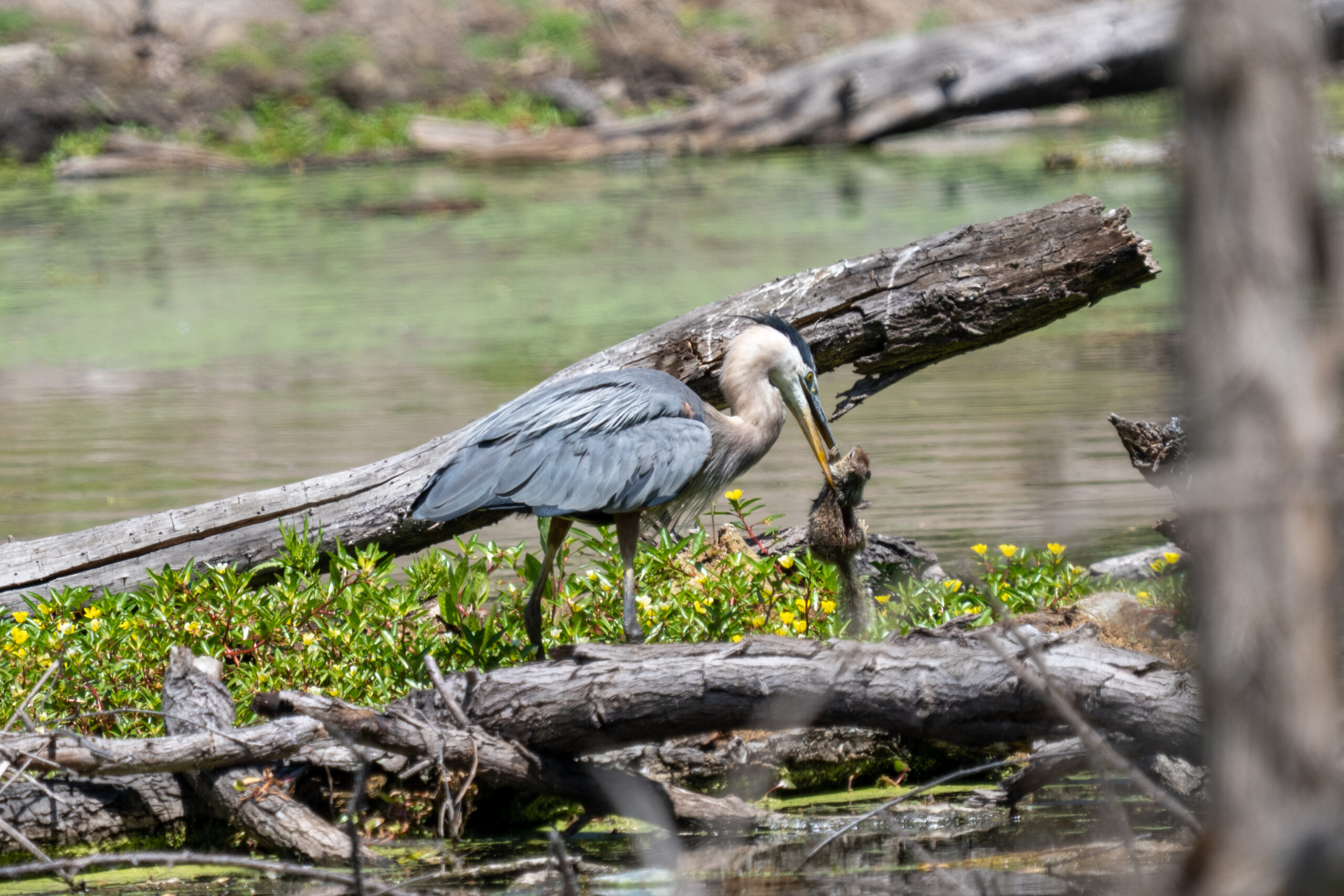 Great Blue Heron Snacks on Squirrel