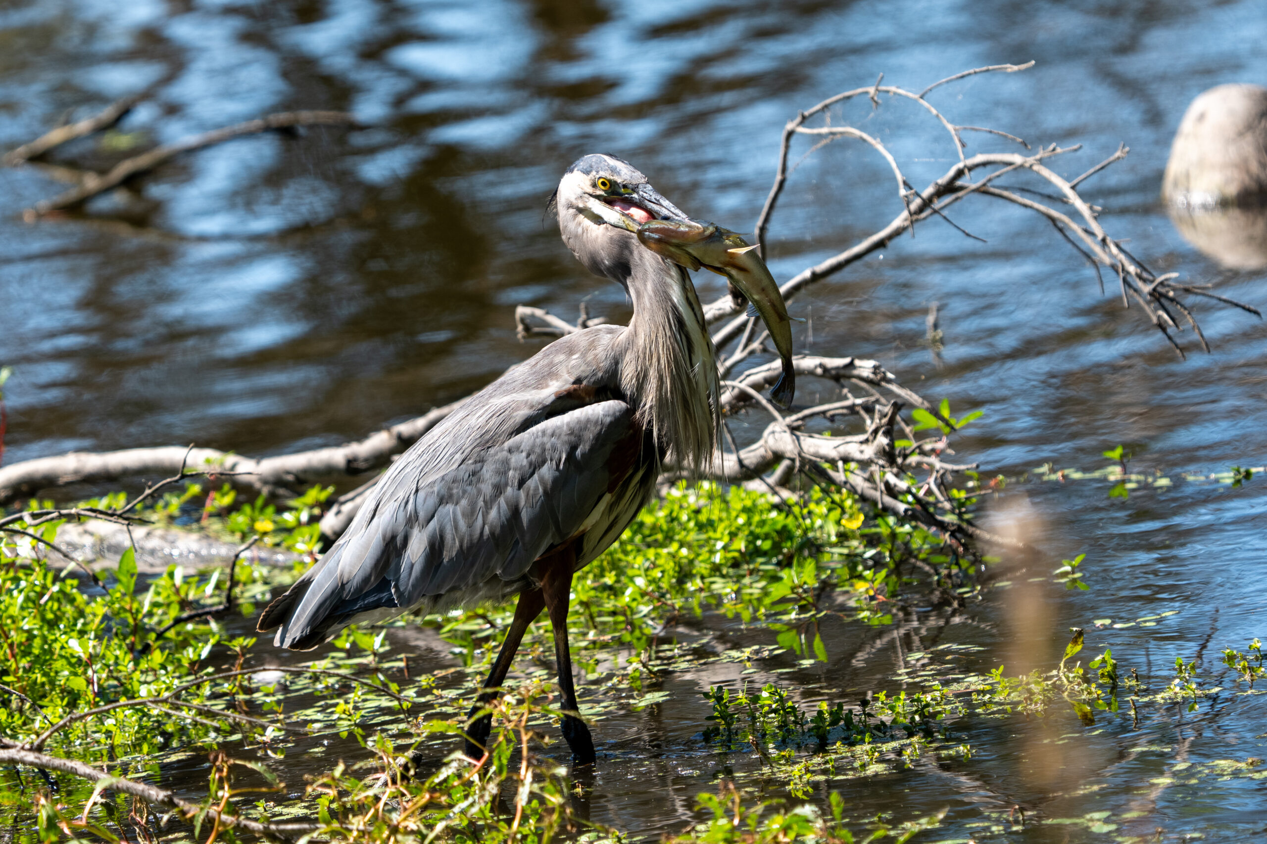 Great Blue Heron w/ Largemouth Bass