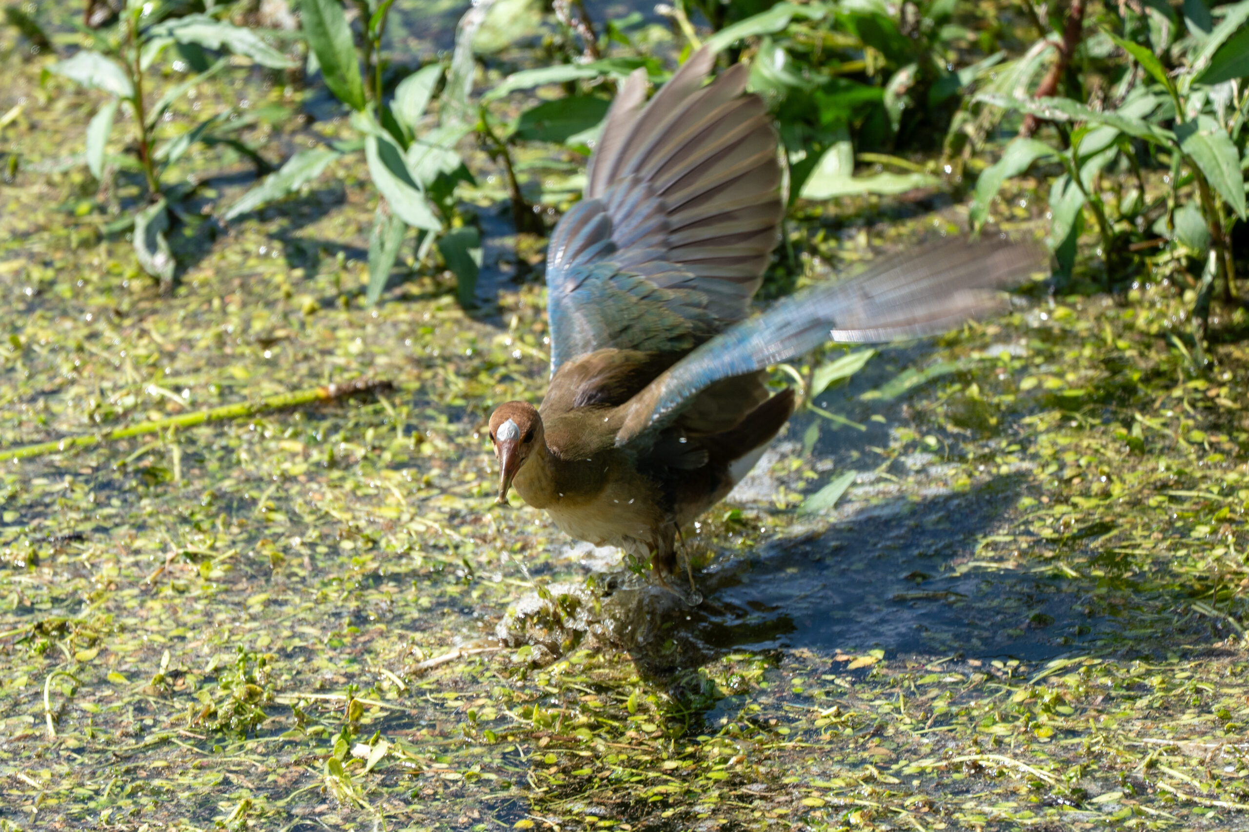 Purple Gallinule