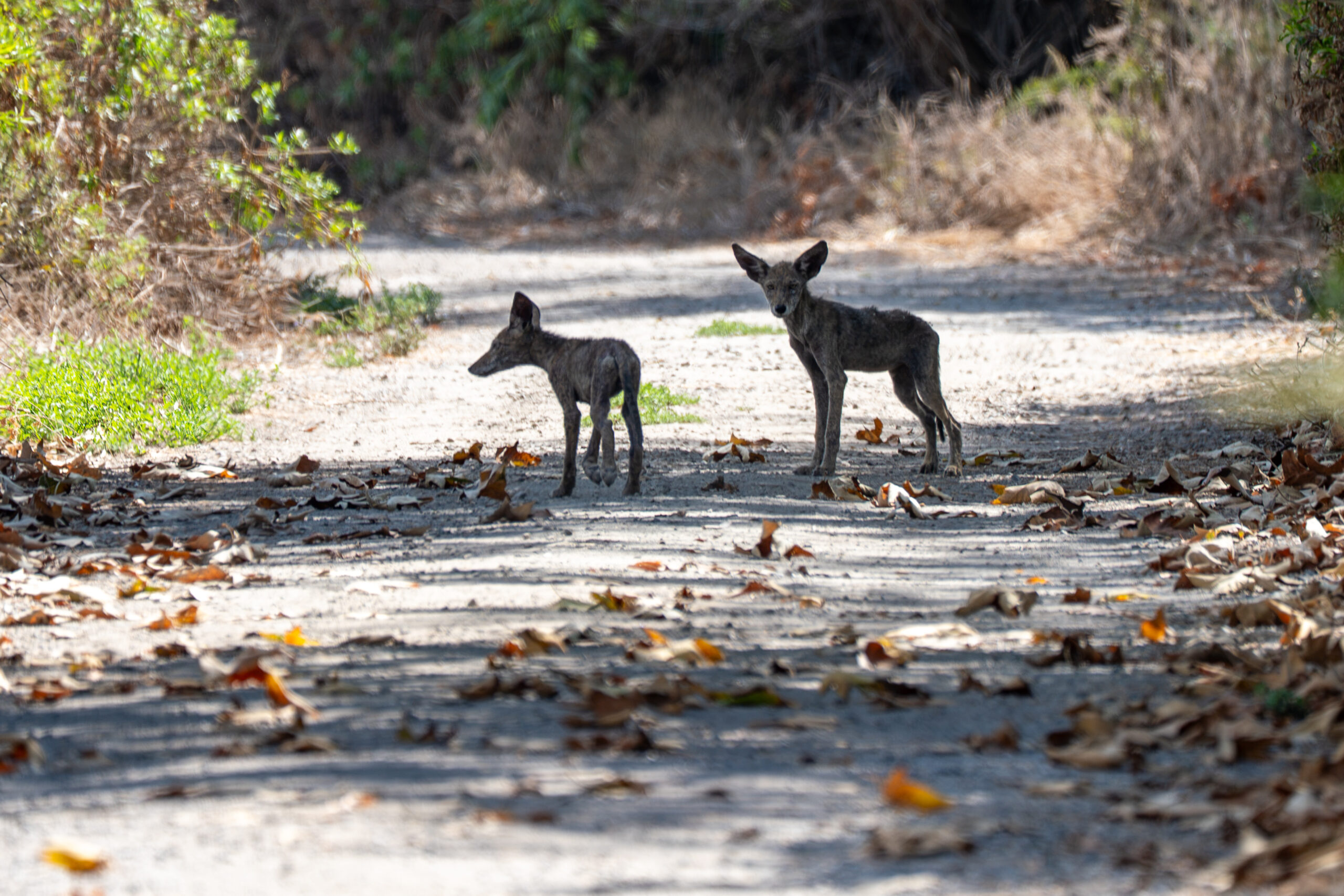 Juvenile Coyotes