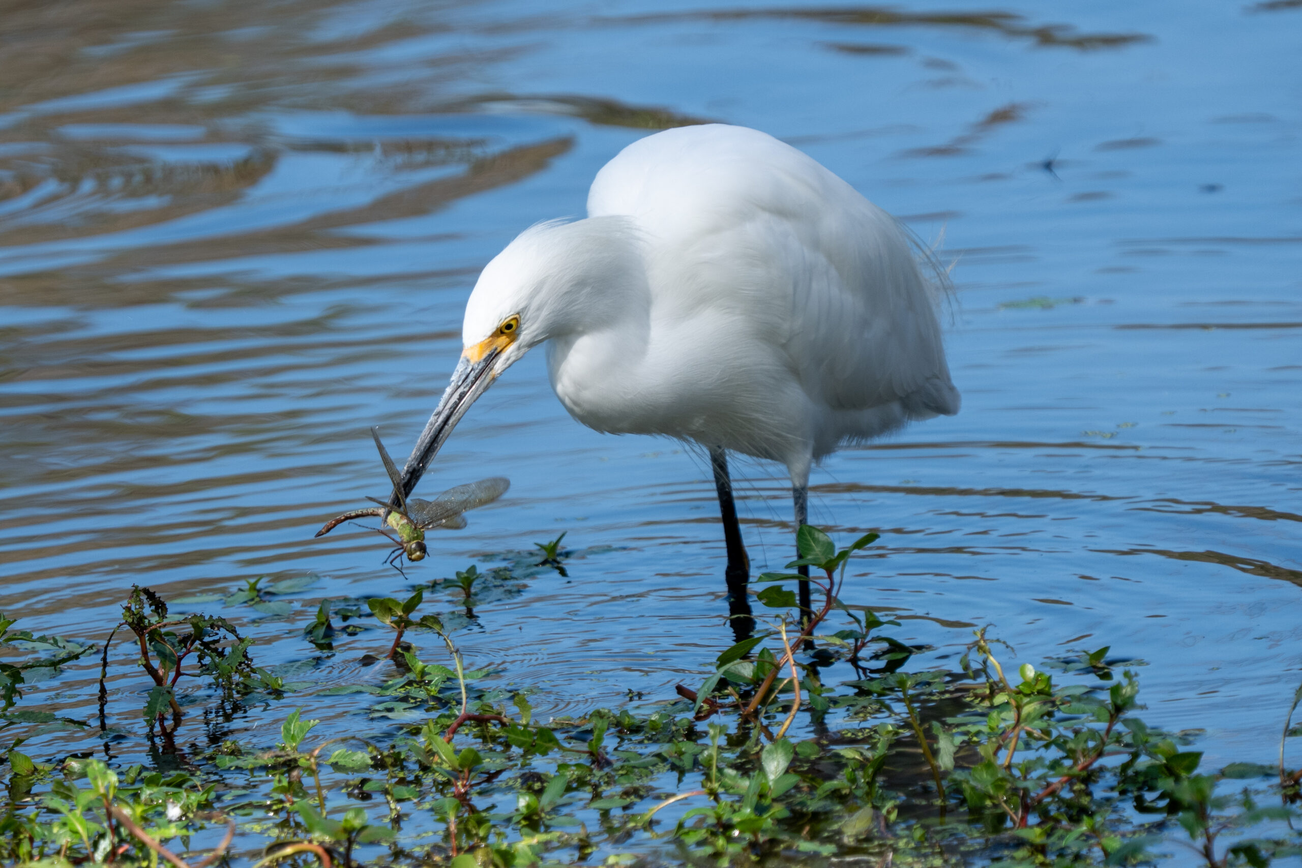 Snowy Egret with Dragonfly
